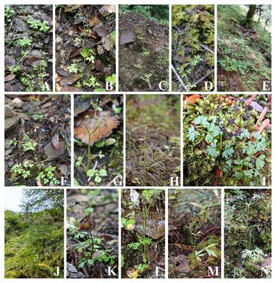 Phylogeny, adaptive evolution, and taxonomy of Acronema (Apiaceae): evidence from plastid phylogenomics and morphological data